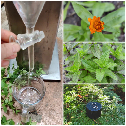 Aroma og naturmedisin på Håskog