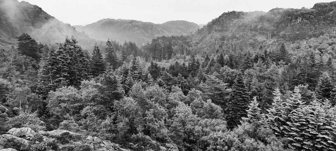 Chapter 3 - all the world's trees in Southern Norway